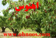 دعای افزایش میوه درختان و زیاد شدن محصول
