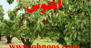 دعای افزایش میوه درختان و زیاد شدن محصول